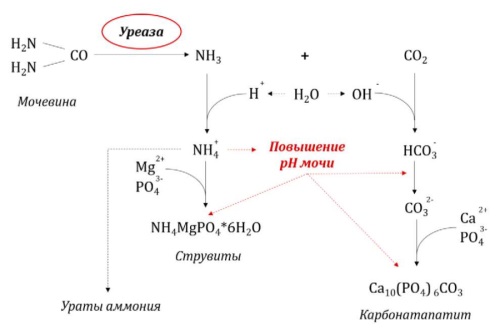 Изображение на обложке