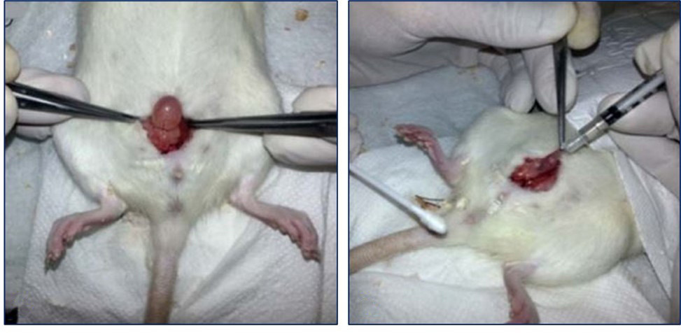 Изображение на обложке